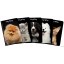 Zeszyt A5 96k, kratka z marginesem, TOP 2000, KITTY & DOG 400135998